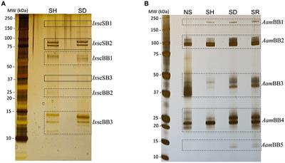 Tick-Host Range Adaptation: Changes in Protein Profiles in Unfed Adult Ixodes scapularis and Amblyomma americanum Saliva Stimulated to Feed on Different Hosts